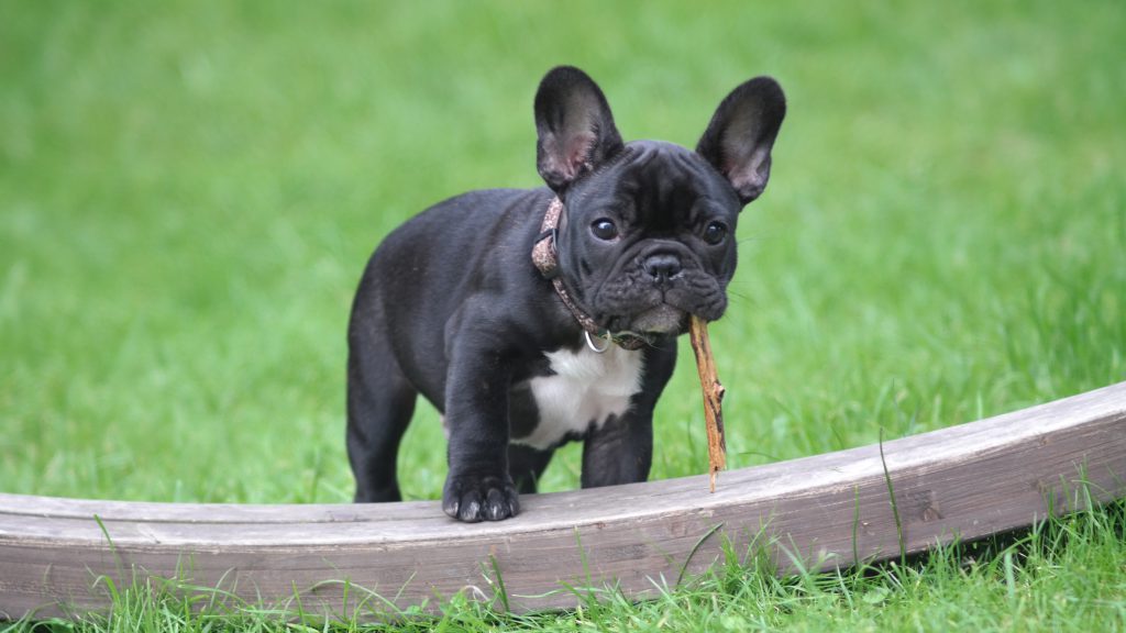 adorable-animal-biting-776078(1)